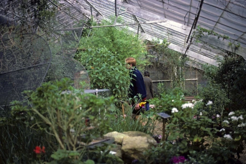 Richard Burge browsing plants and butterflies inside the New Forest Butterfly Farm glasshouse.