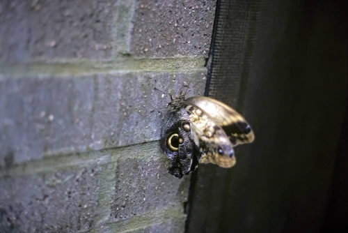 An Owl Butterfly resting on an inner wall at the New Forest Butterfly Farm near Ashurst.