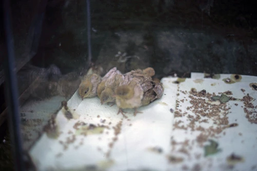 Chinese painted quail chicks in a glass-sided cage at the Butterfly Farm, used as tidy-up birds.