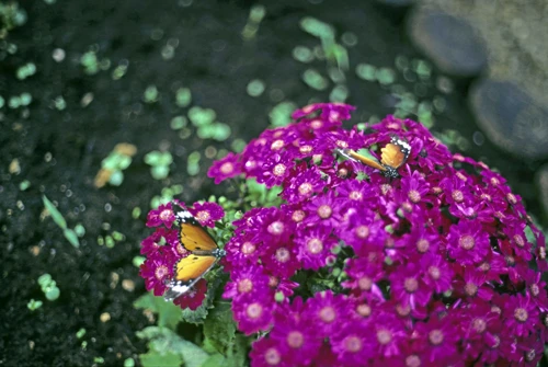 Plain Tiger butterflies at the New Forest Butterfly Farm, Ashurst.