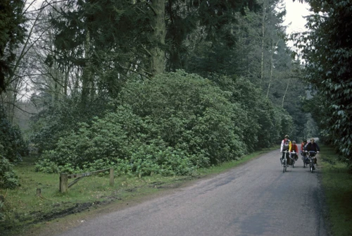 Riding Bolderwood Arboretum Ornamental Drive—rhododendrons lining the road, not flowering yet.