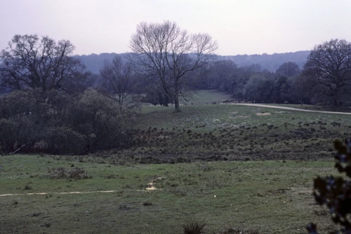 Deer grazing at Bolderwood Deer Sanctuary, a stroll from Bolderwood Hill car park, 35 miles into today’s ride.
