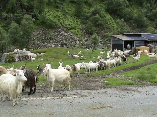 Unexpected goat farm, 2 miles from the guest house at 530m. The shed’s long gone now.
