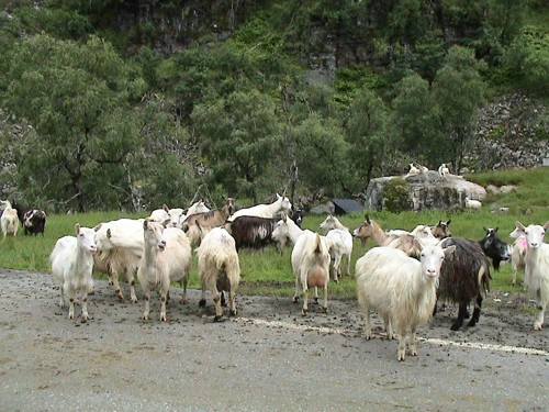Another view of the goat farm, 2 miles out at 530m.