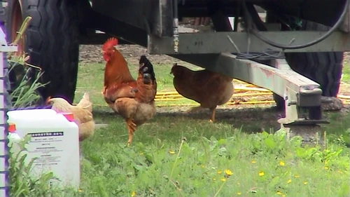 Free‑range chickens patrol the grounds at our Hellandsbygd guest house.