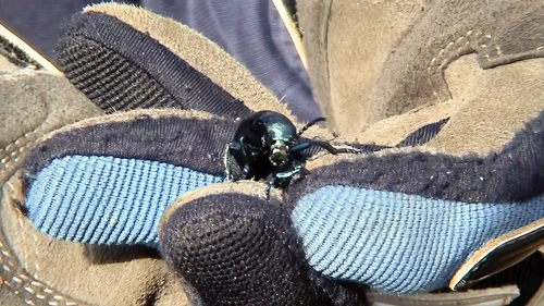 Josh’s dung beetle—cheekily dubbed a 'shit beetle'—on the lane to Bolventor.