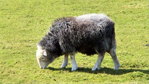 One of many Herdwick sheep by the lane to Bolventor.