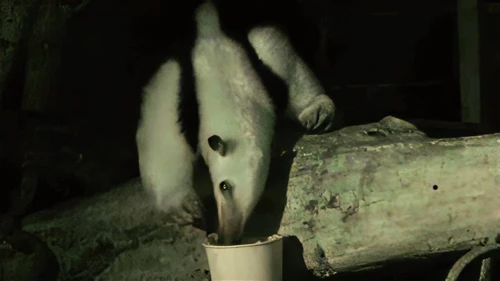 An anteater, caught with Night Vision, at Newquay Zoo.