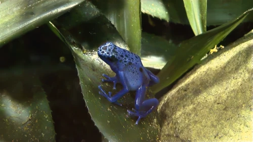 A poison dart frog at Newquay Zoo.