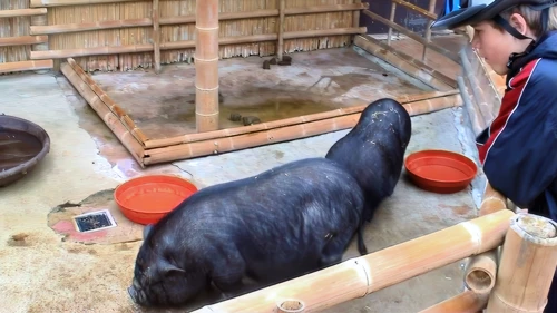 Josh with the black pigs at Newquay Zoo.