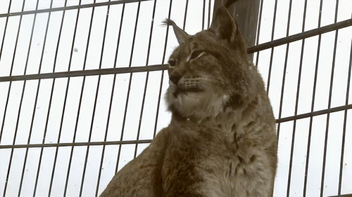 An impressive Carpathian lynx at Newquay Zoo.