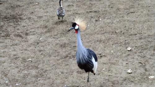 A grey crowned crane at Newquay Zoo.