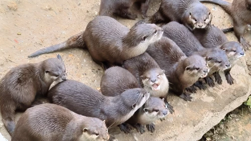 A delightful but noisy bunch of Asian small-clawed otters at Newquay Zoo.
