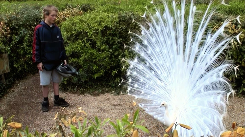 This white peacock greeted us with a fine display at the centre of the maze, Newquay Zoo.