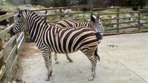A pair of Chapman's zebras at Newquay Zoo.
