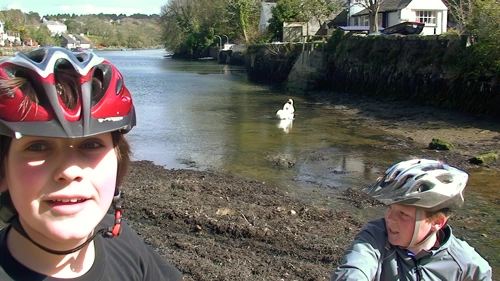 Zac delighted to find swans again on our Easter tour—just like last year—this time at Helford.