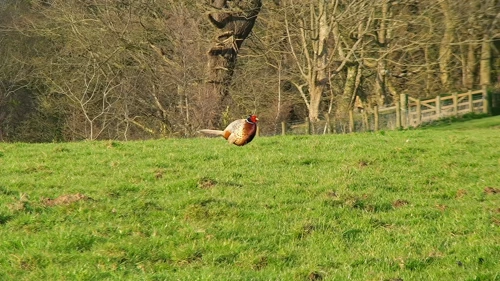 Pheasant in fields near Caerhays Barton, St Michael Caerhays—26.7 miles in.