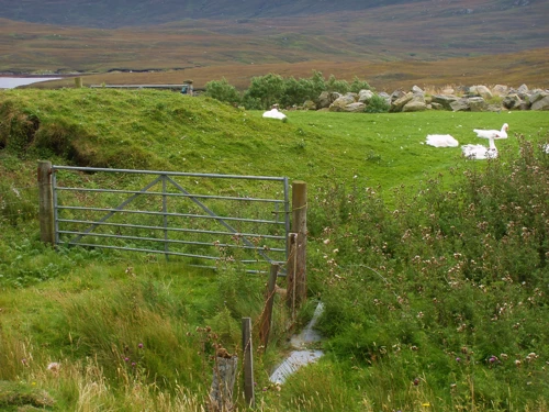 Ducks at Arivruaich by Loch Seaforth, Isle of Harris, 17.5 miles in.