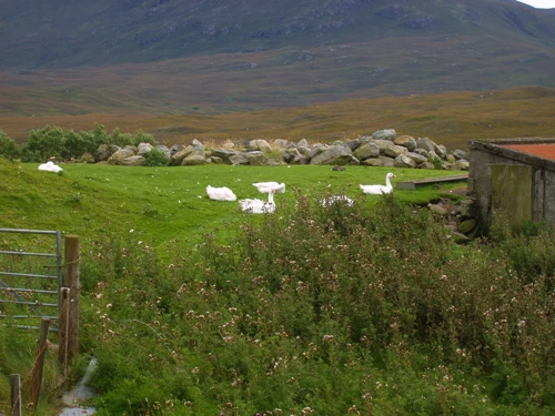 Ducks at Arivruaich by Loch Seaforth, Isle of Harris.