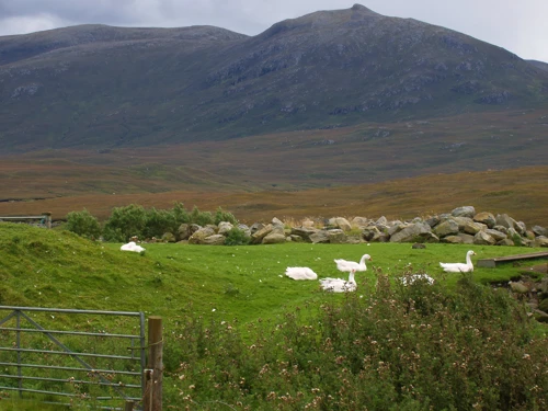 Ducks at Arivruaich by Loch Seaforth, Isle of Harris.