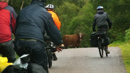 ‘Local wildlife obstructs cycling club’ on the Mad Little Road after a very wet lunch.