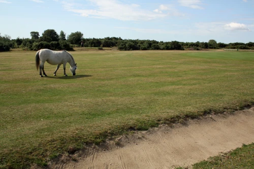 View towards Turf Hill from Cott Lane, Burley Golf Club.