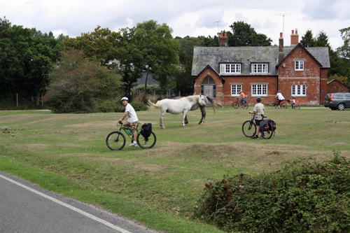 New Forest ponies at South Gorley, 7.4 miles in.