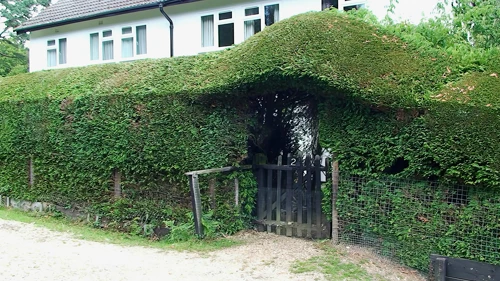 An intriguing hedge near Linford Bottom, 4.7 miles in.