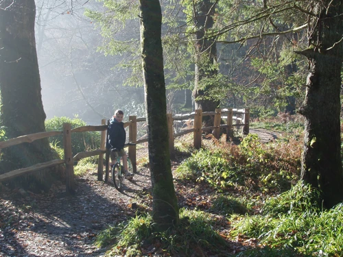 Kane on the riverside path in Hembury Woods, with glorious sunlight.