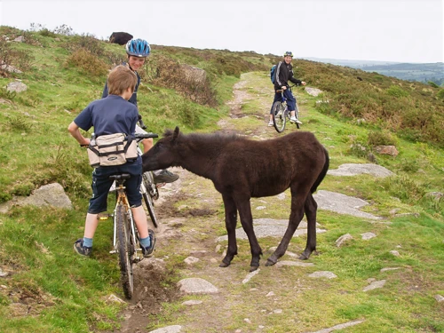 A Dartmoor pony takes a keen interest in Dennis's bike on Dr Blackall's Drive.