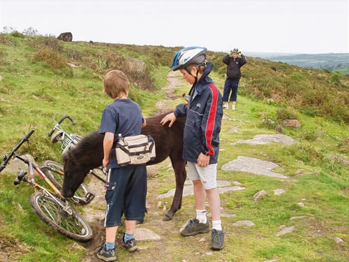 Dennis and Josh befriend a Dartmoor pony.
