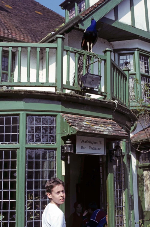 Ian Gibbs admiring the peacock on the balcony above the entrance at Hunter’s Inn.