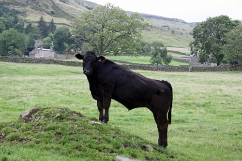 A prize bull at Wood End