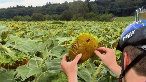 Joe picks a face on a sunflower near Lake Katzen, Regensdorf, 20.2 miles in.