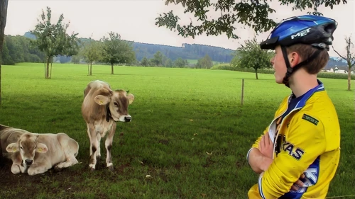 Joe admires Brown Swiss cows at Sonnenburg Horse Riding Centre, near Oberbüren (20.6 miles).