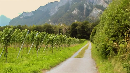Vineyards in the mountain valley between Fläsch and Maienfeld, 12.7 miles into the ride.