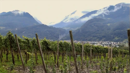 Vineyards between Fläsch and Maienfeld.