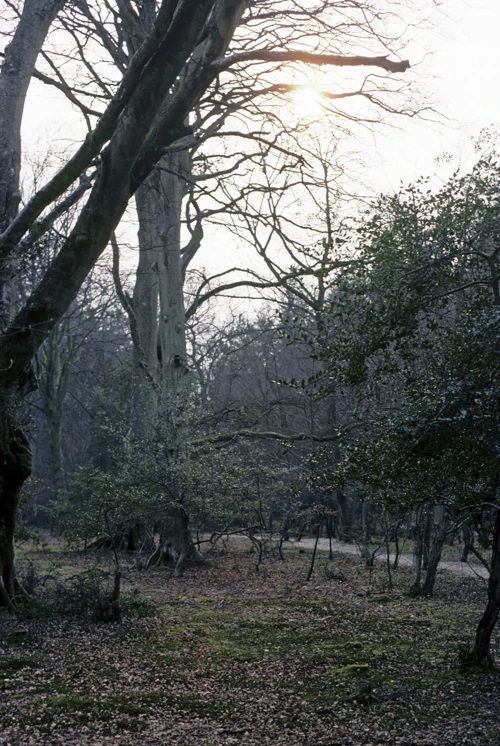 Ancient tall trees lining Bolderwood Arboretum Ornamental Drive in the New Forest.