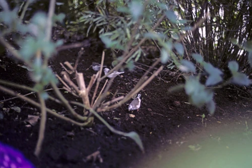 Zebra finches mooching under the vegetation at the New Forest Butterfly Farm.
