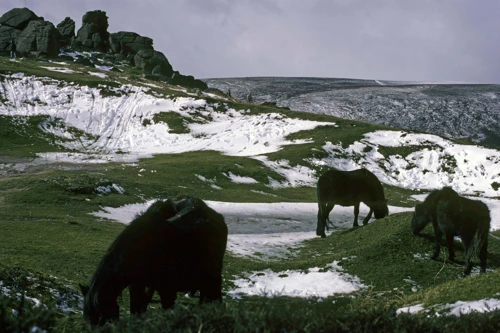 Dartmoor ponies on the open moor.