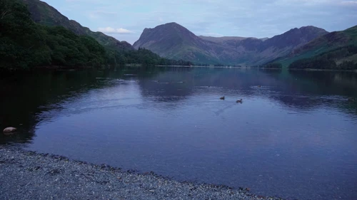 Last look at Buttermere's ducks and pines on the way back
