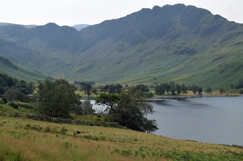 The Buttermere Pines