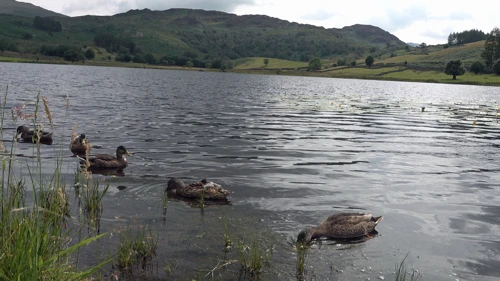 Michael conducts a 4K duck study at Watendlath Tarn