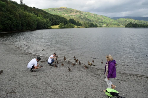 Feeding Grasmere's ducks.