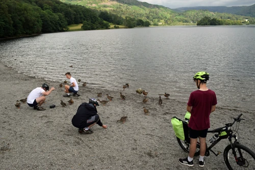 Tao films Grasmere's ducks in 4K.