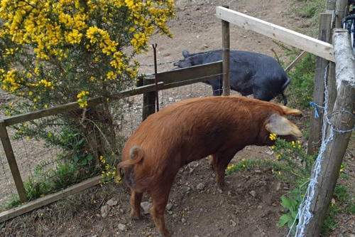 A pair of friendly pigs on the path towards Scoriton.