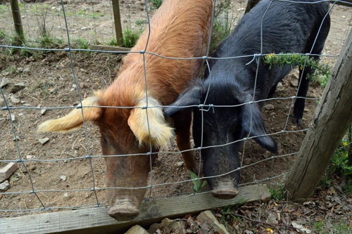 Pigs on the path from Chalk Ford to Scoriton.