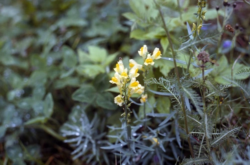 Delightful wildflowers — common toadflax — by Eidsvatnet, Skjolden.