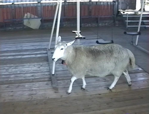 Gatecrashing sheep in the restaurant at the Mount Hangur cableway station, Voss.
