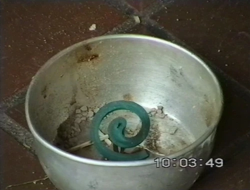 The warden's secret anti‑midge weapon—a smoky coil—loaned for porch duty.